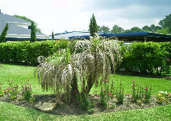 palm plant